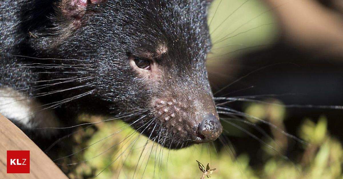 Tierschutz Baby Boom Bei Bedrohten Arten In Australien